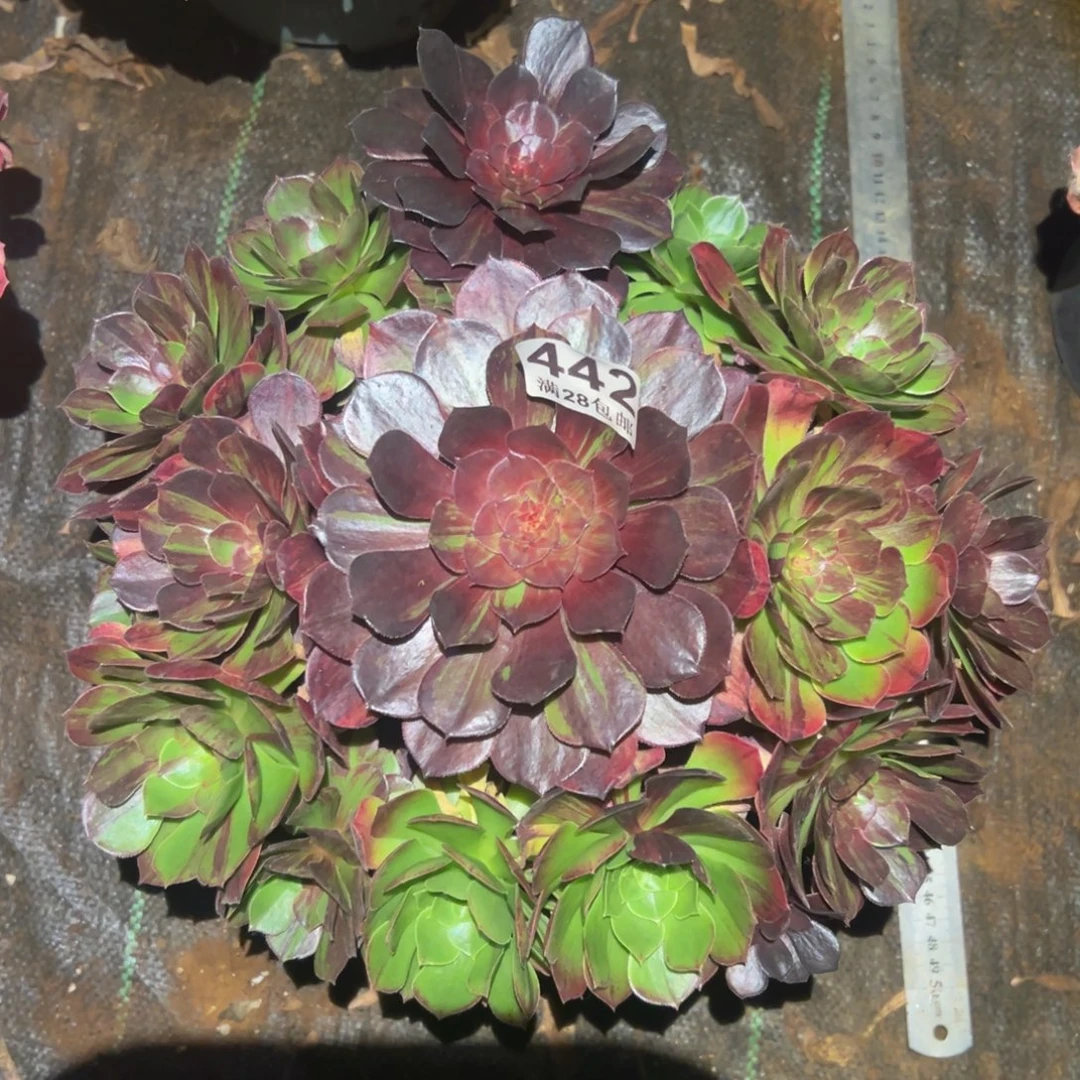 多肉植物442吞吐的