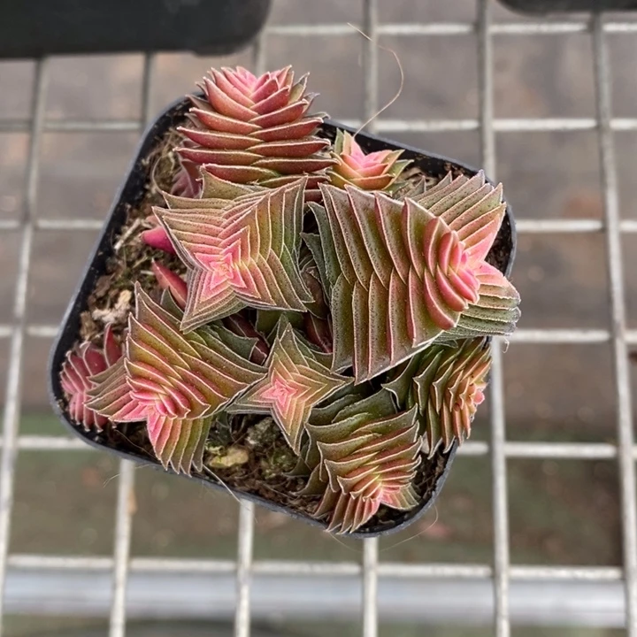 伯克利和格兰的故事是一个