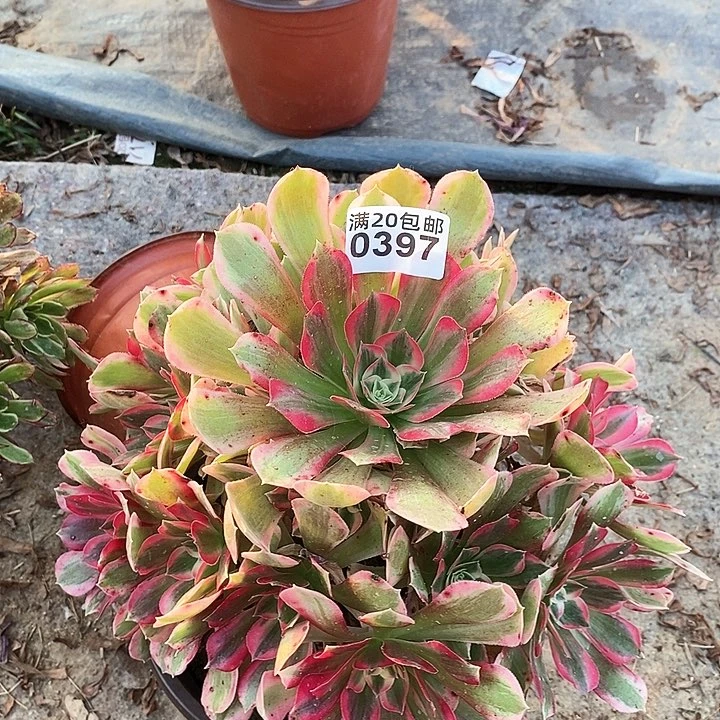 0397 一颗男神法师