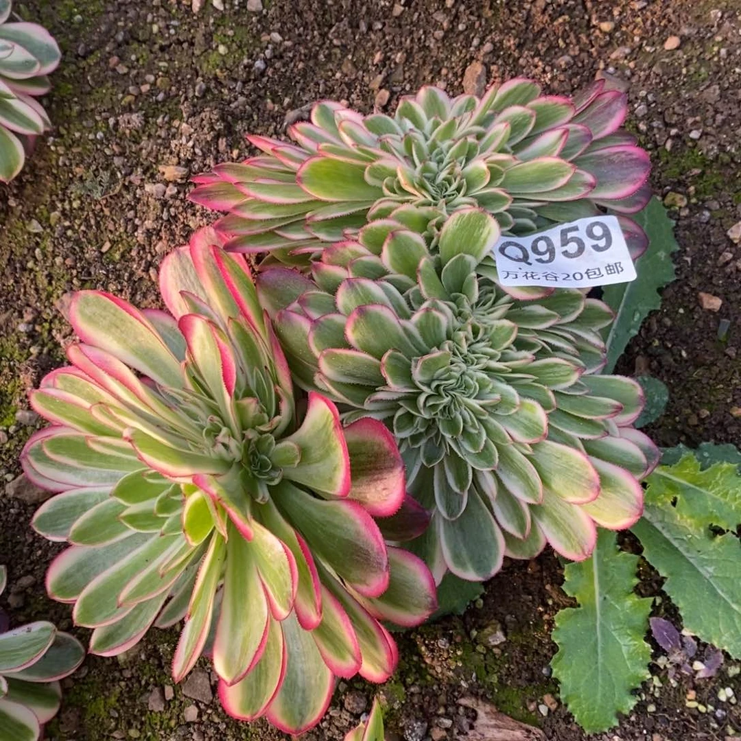 959倾城缀多肉植物