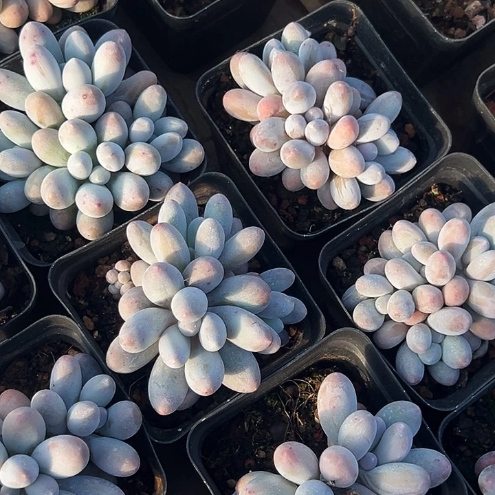 汤圆锦          叶插群