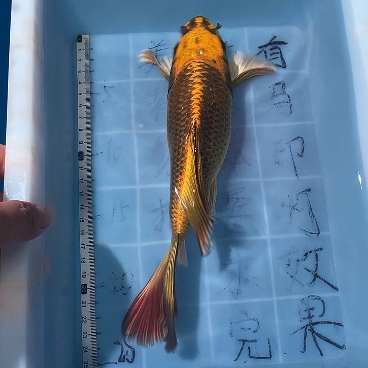 蝴蝶鲤渔场直发93