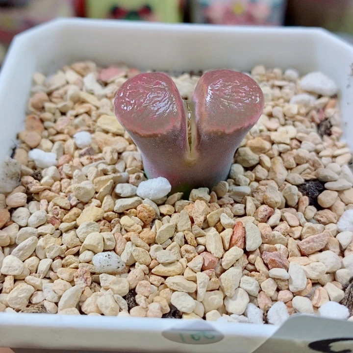 生石花花花花花花花281