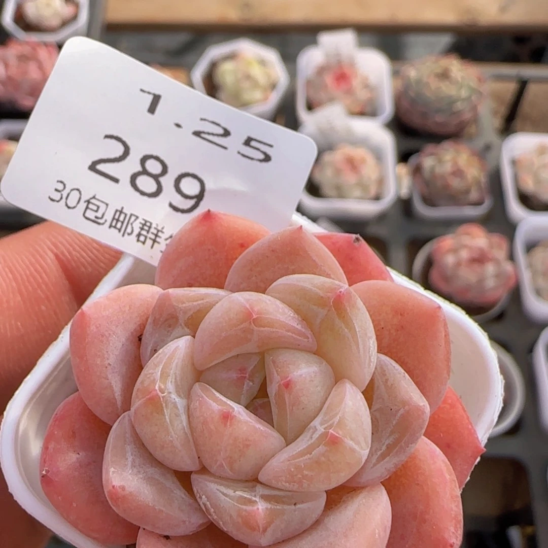 太妃糖单头一颗脱土