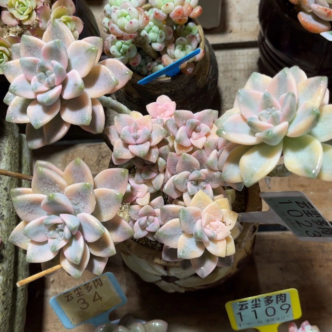 云尘多肉一物一拍1023不含盆，
