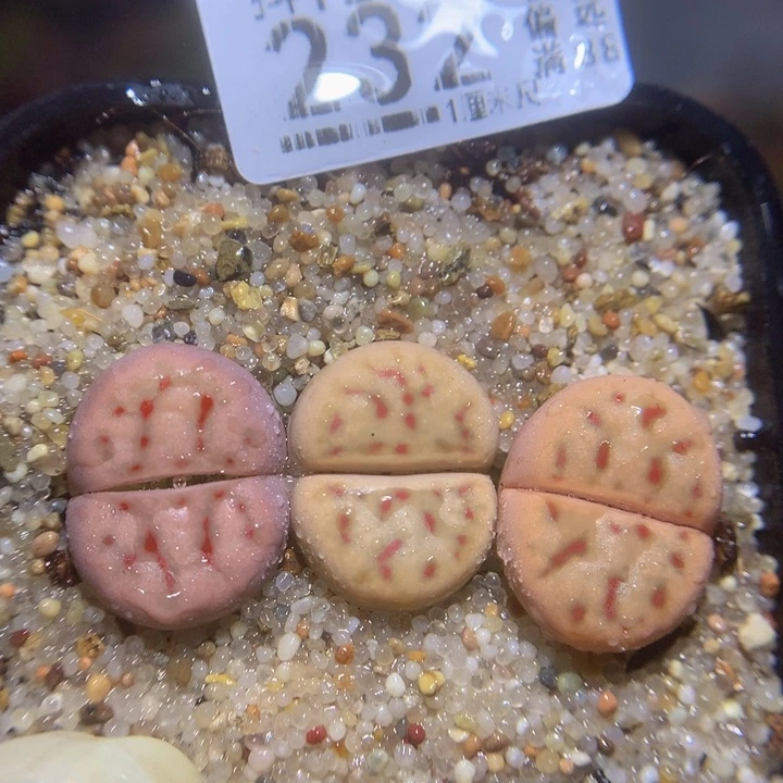 精品生石花121.232