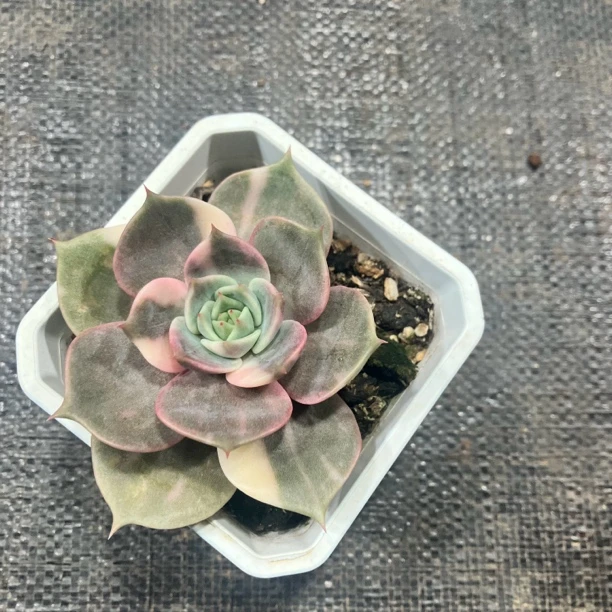 贝加尔湖多肉植物