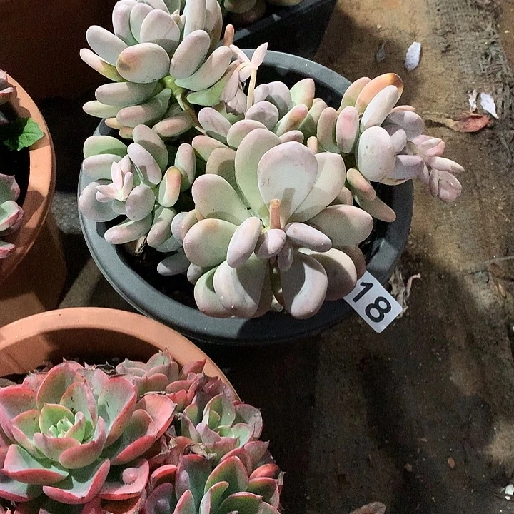 818 一物一拍多肉