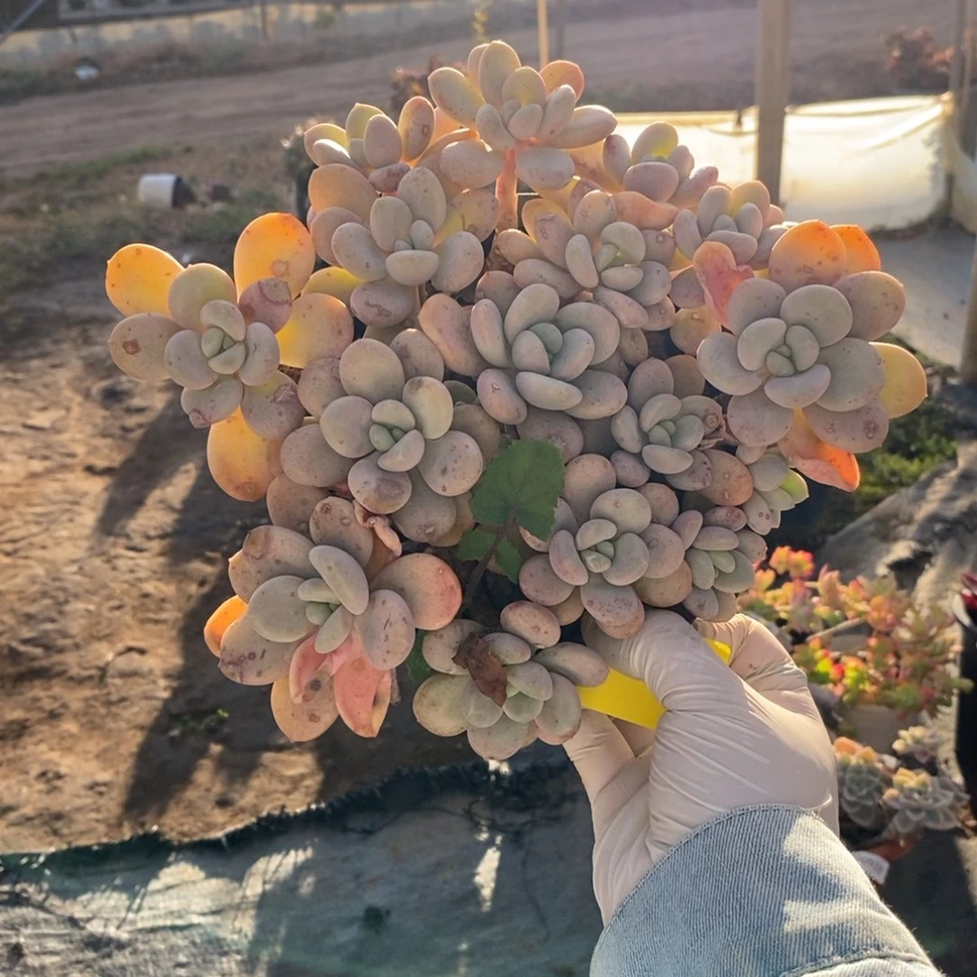 561不知名一物一拍