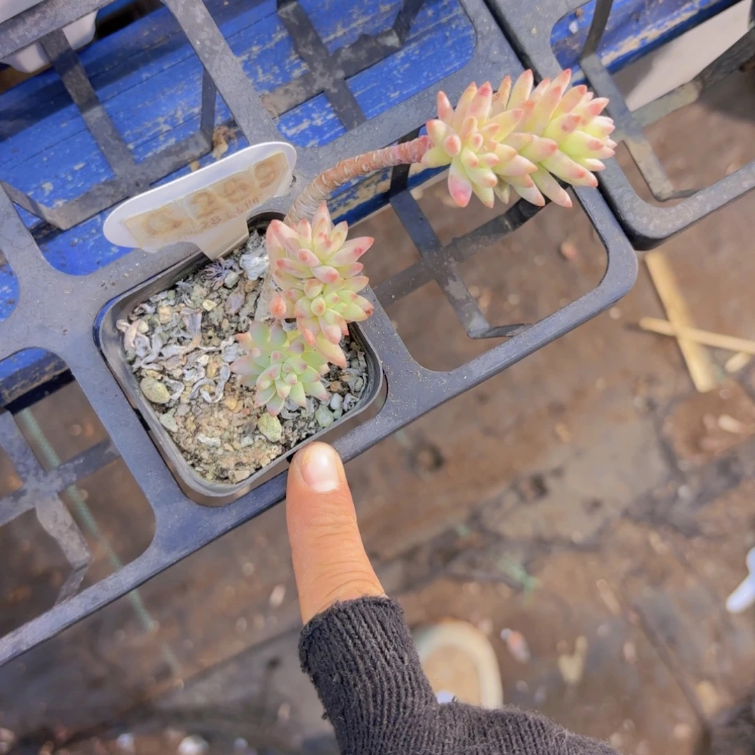 A259树冰一物一拍