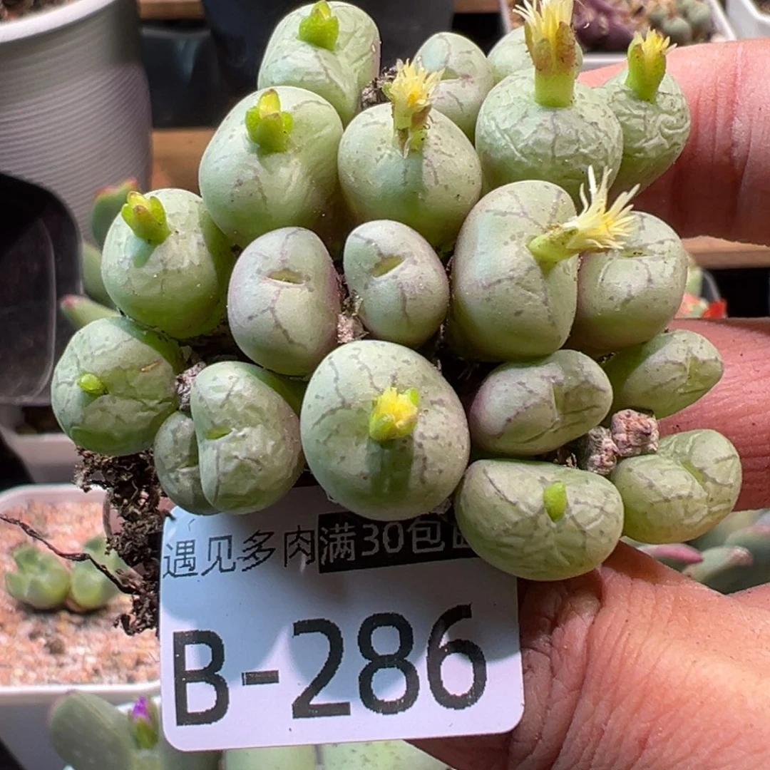 多肉植物1111111111111