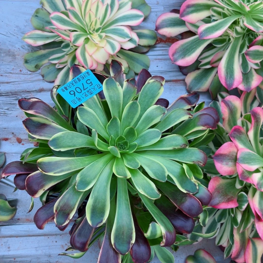 欧佳丽5706多肉植物