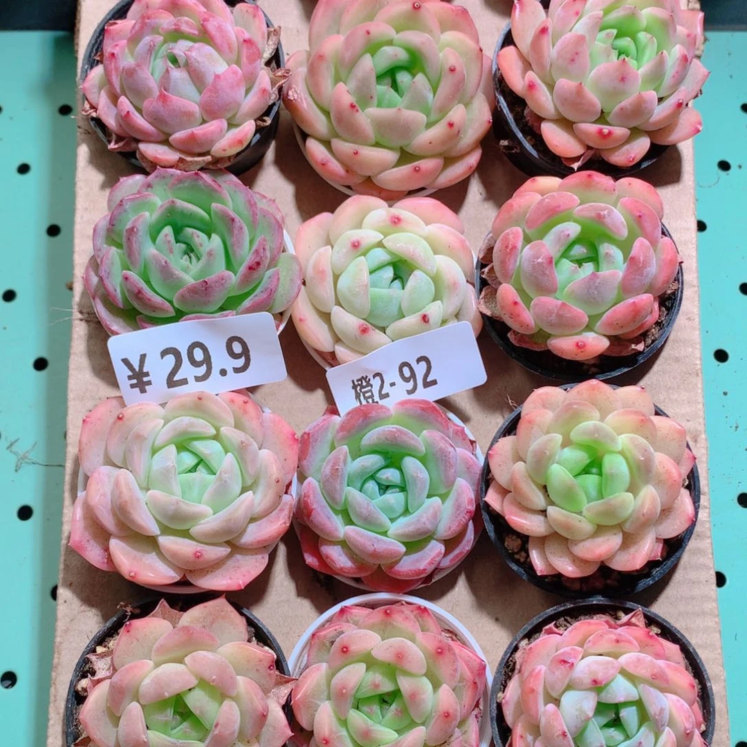 2-92一物一拍带盆18颗