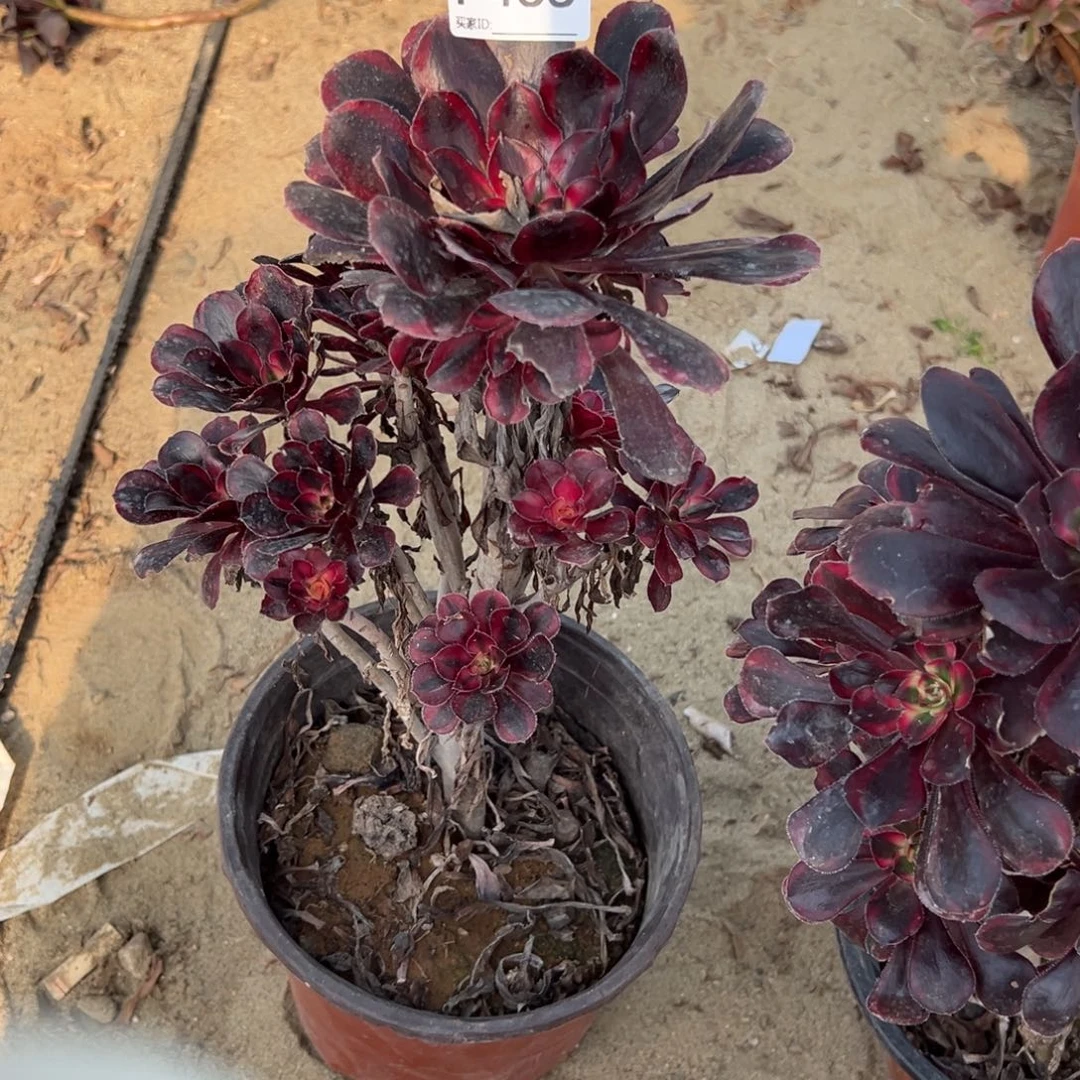 435香内儿多肉植物法师多肉