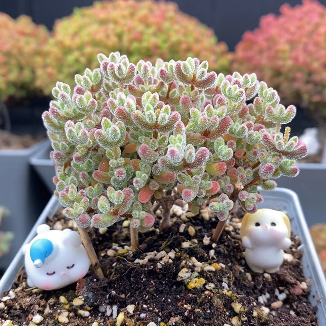 末***落无花朵14号实生优选冰晶枝干