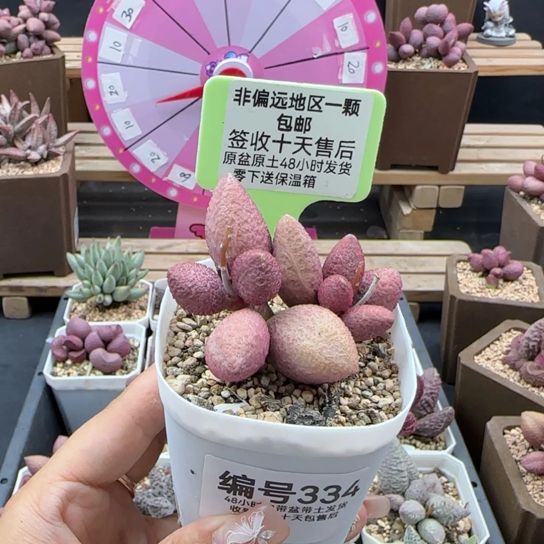 壹*334服部多肉植物