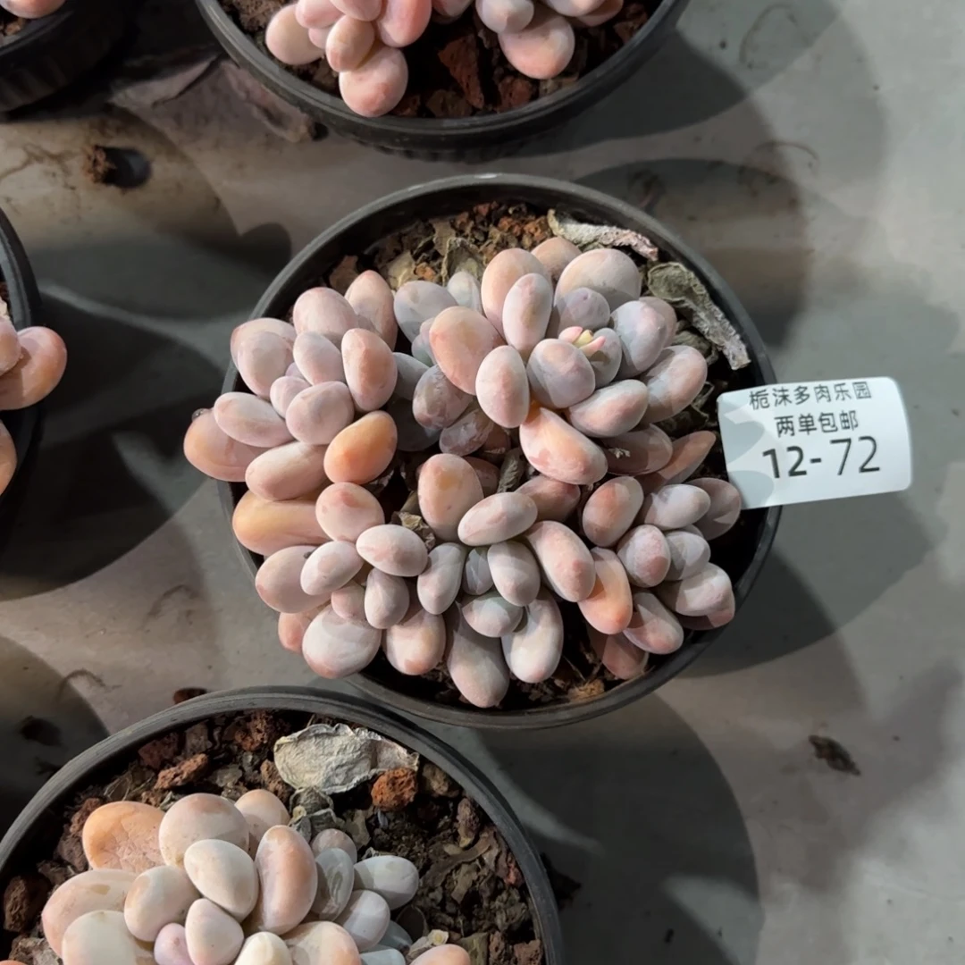 美***_12-72香水多肉植物