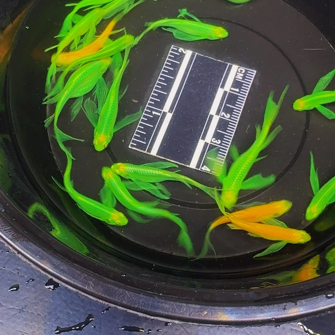 斑马鱼蝶翼斑马微瑕疵19