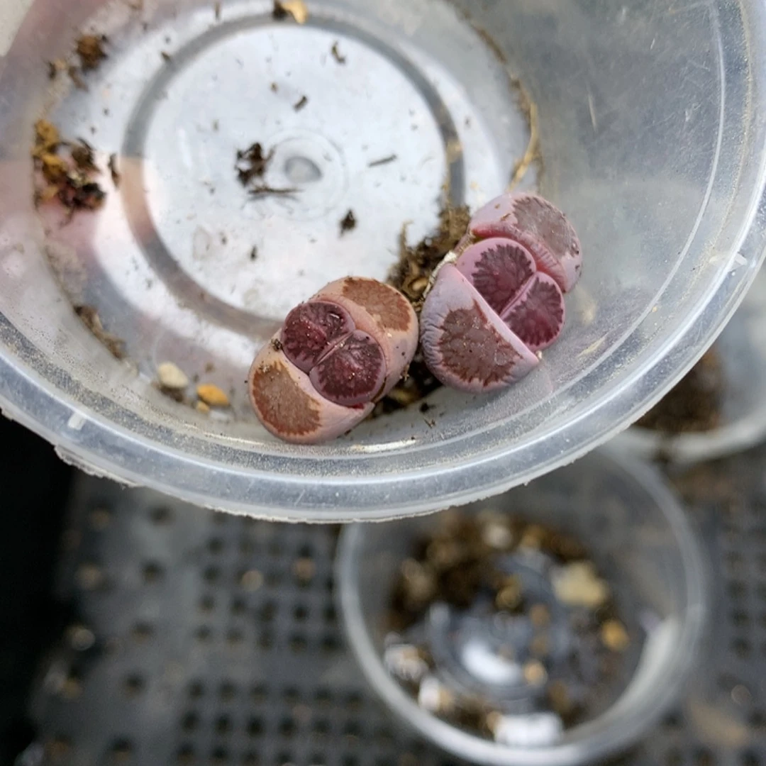 一*G400多肉植物保护