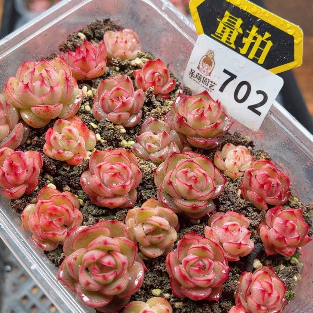 多肉植物多肉植物