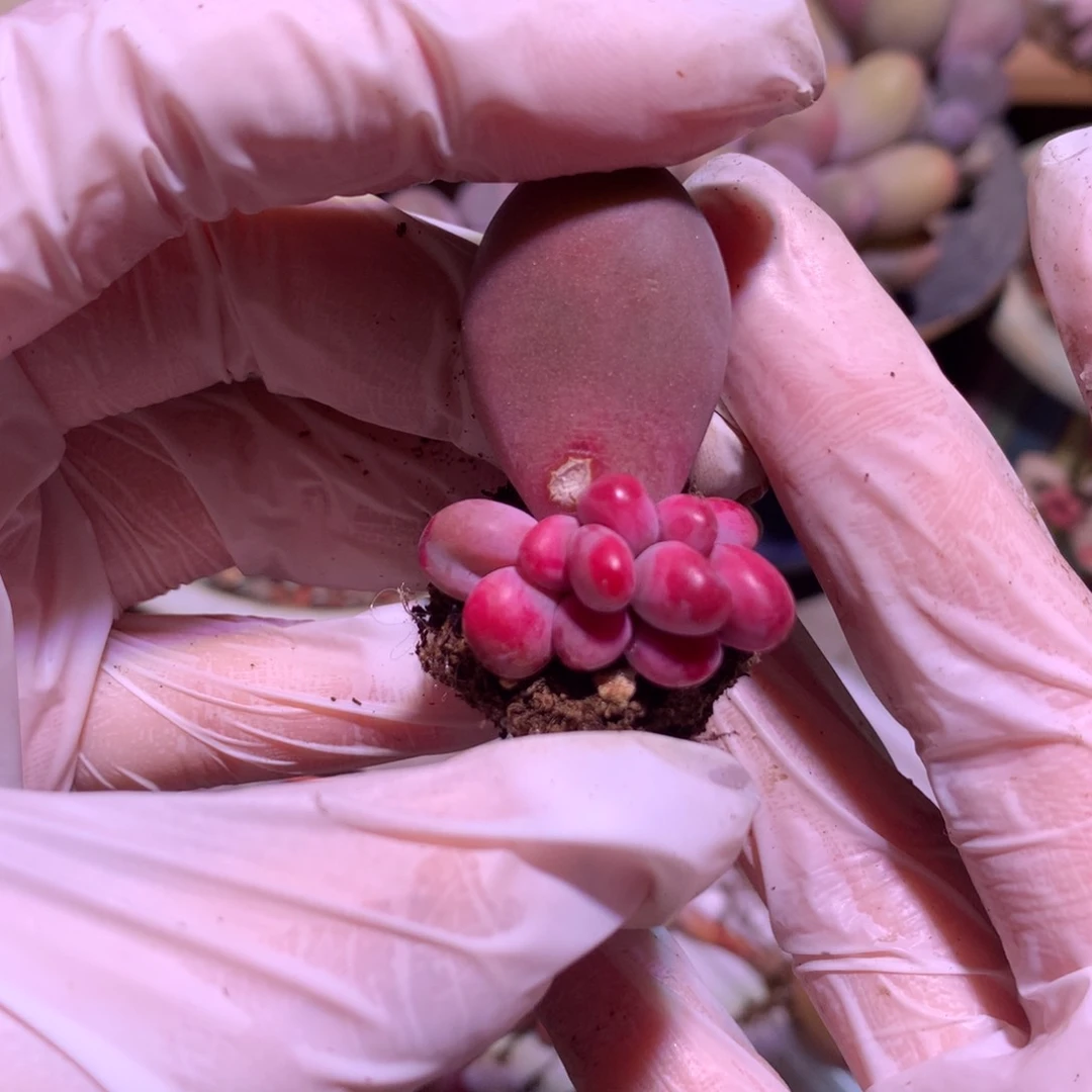 糖果奶酪多肉红拉丝