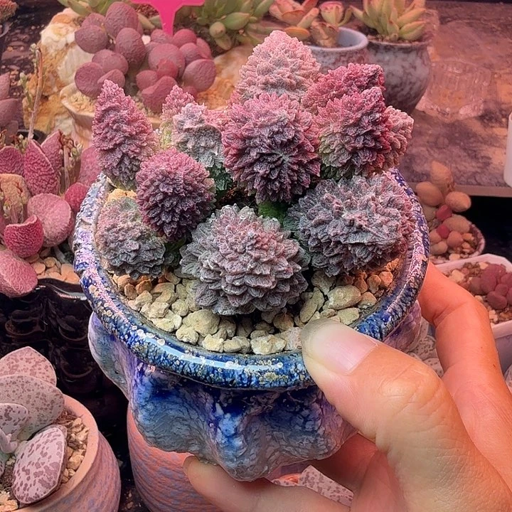 染***切水蜜桃的味道真的很