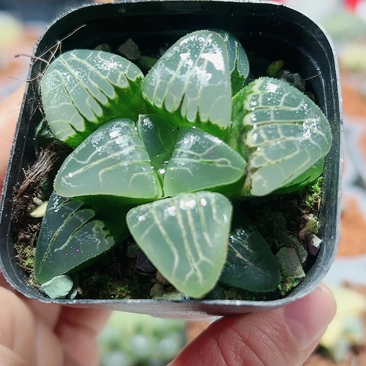 十二卷多肉粉红甜心