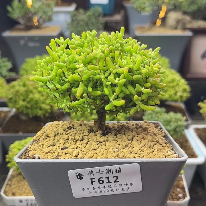 612蜜橘糖球枝干番杏