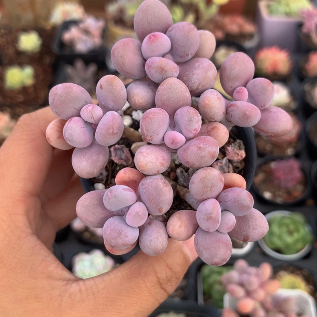 精控桃蛋一物一拍