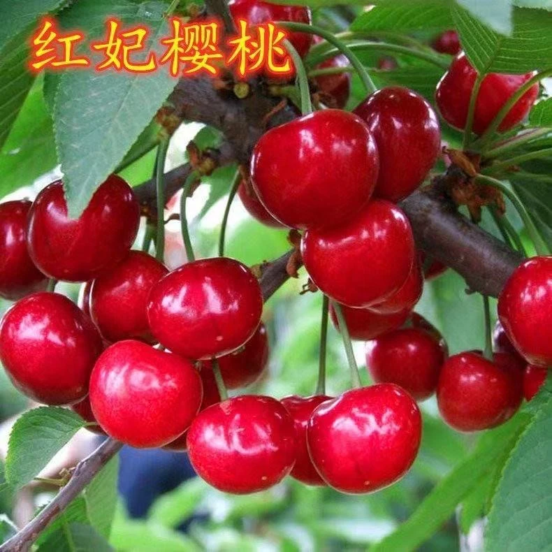 盆栽樱桃树车厘子盆栽自花授粉南方盆栽种植樱桃树北方种植樱桃树