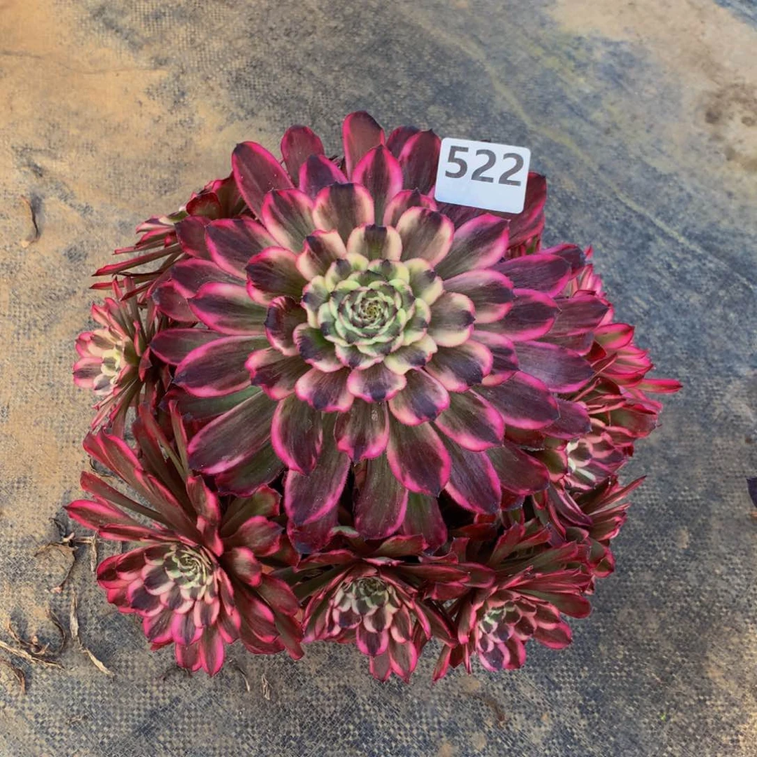 【闪购商品】我**姐德芙5220000000000