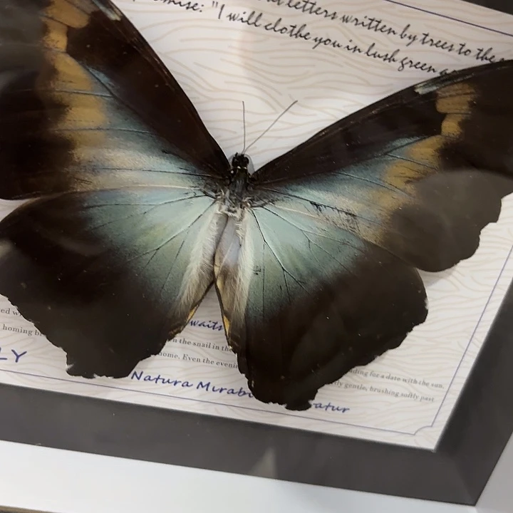 七***天蝴蝶标本定制版068