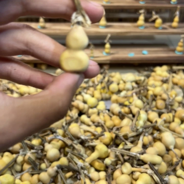 葫芦草里金草里金