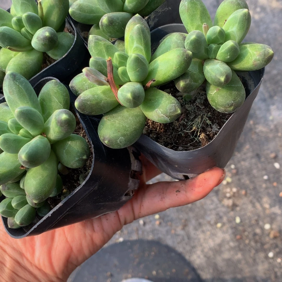 千代田 双头。 （不满9.99发叶子）