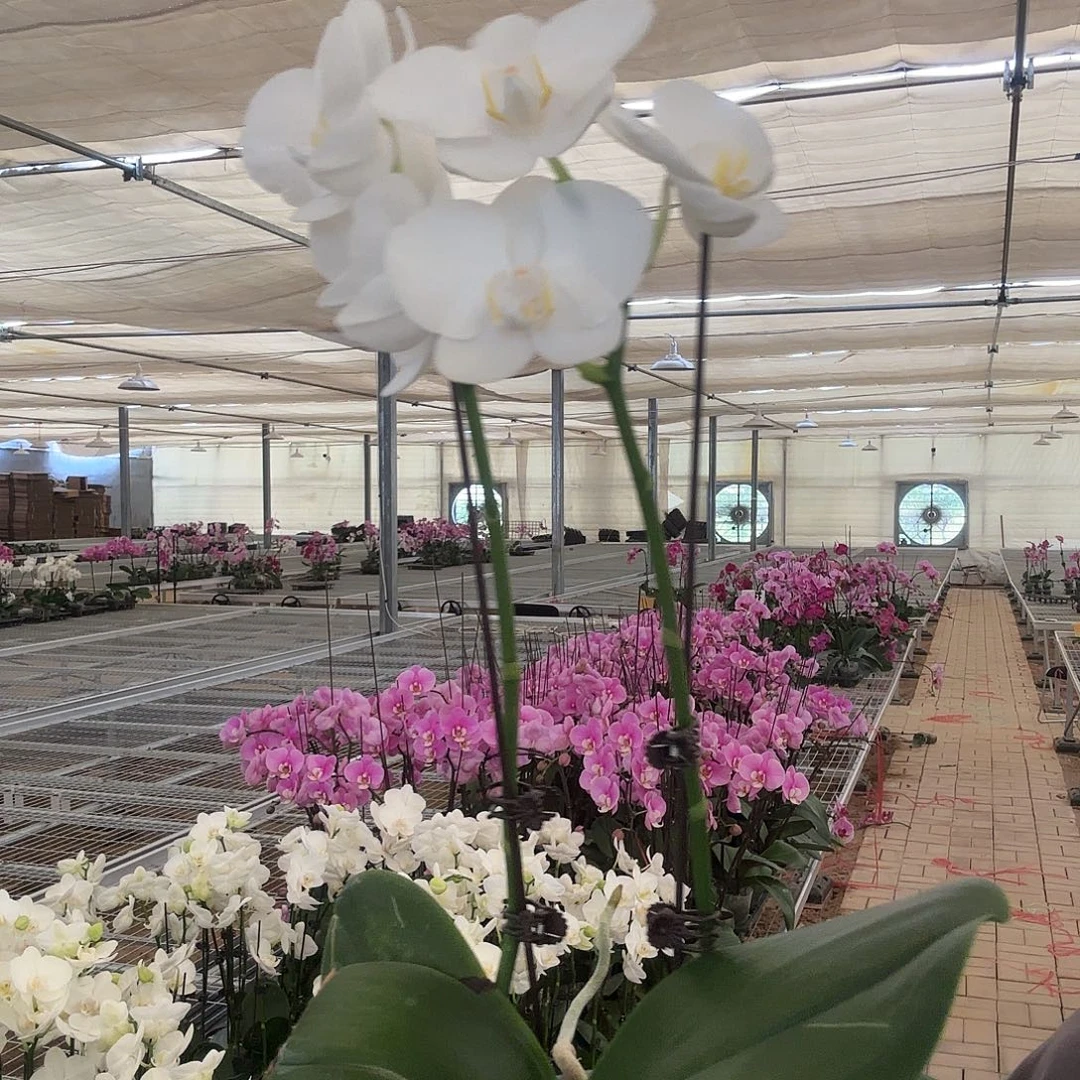 完全开放阿玛双剑 花少全开