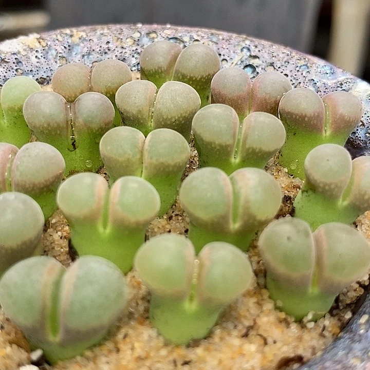 白窗风铃b23一颗