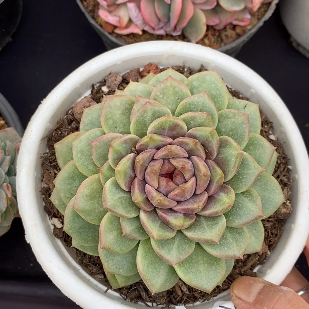 两单包邮1117-53溏心