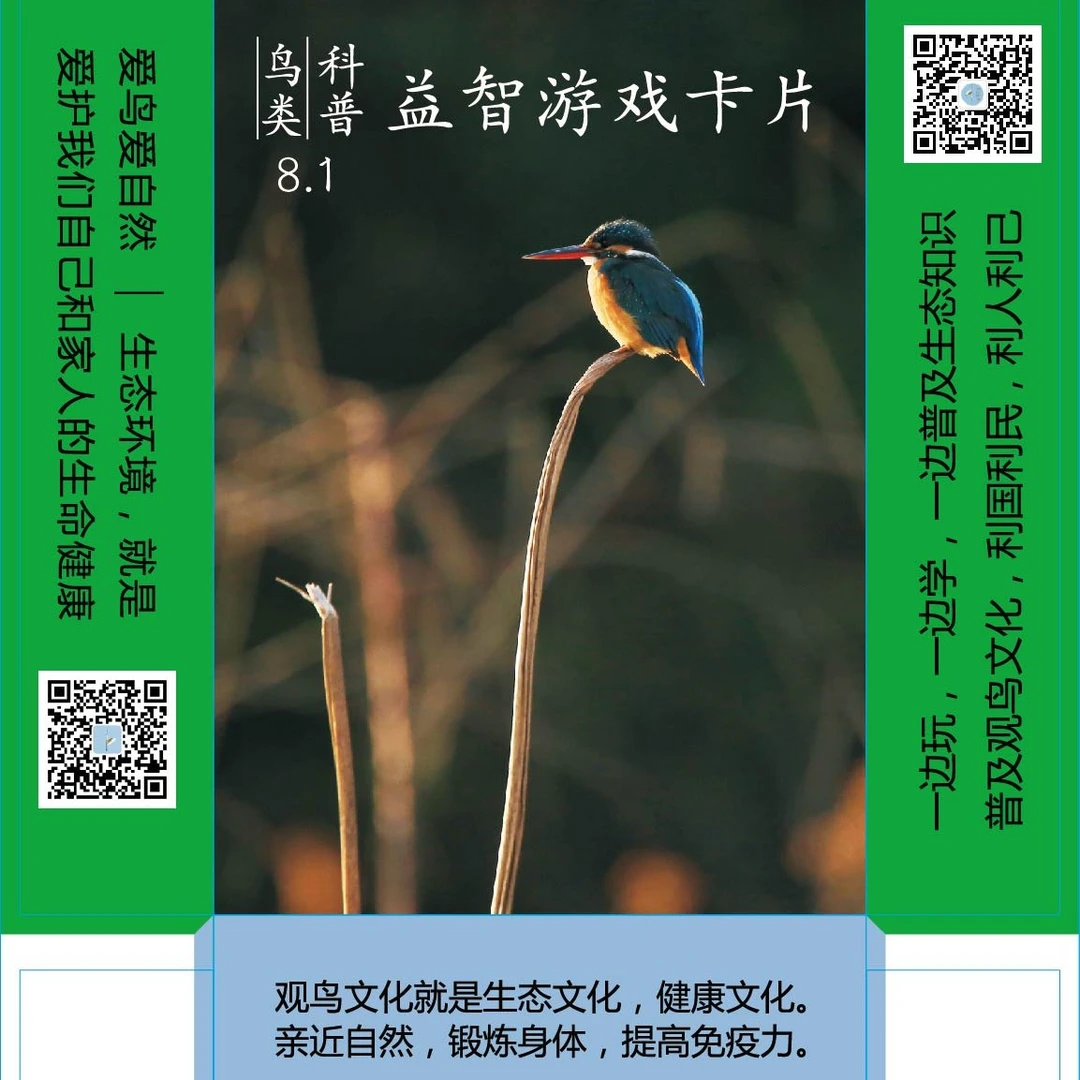 【批发】《鸟类科普益智游戏卡片》500盒一箱