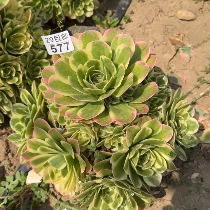 冷月……多肉植物……