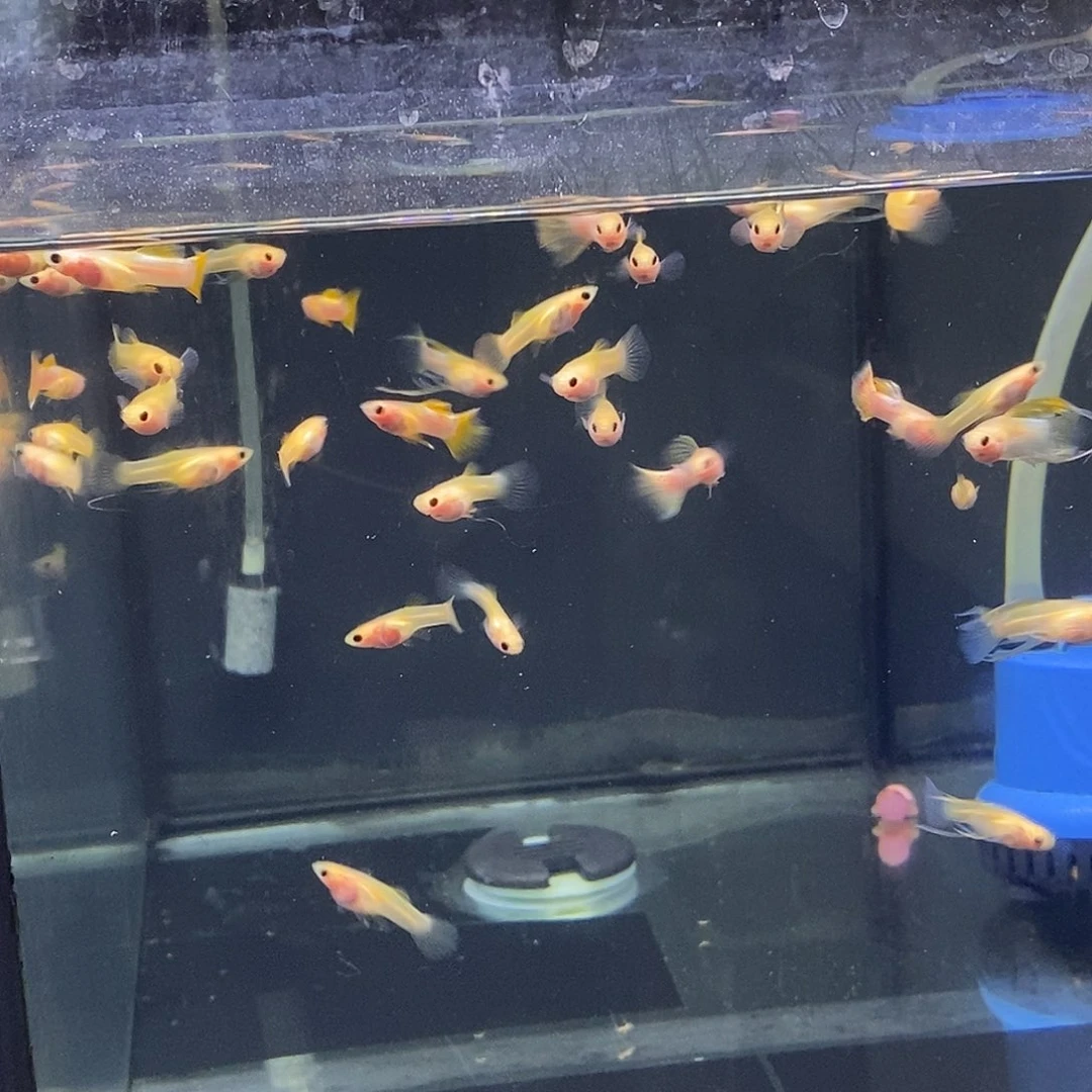 孔雀鱼幻彩玻璃猫2公3母特价