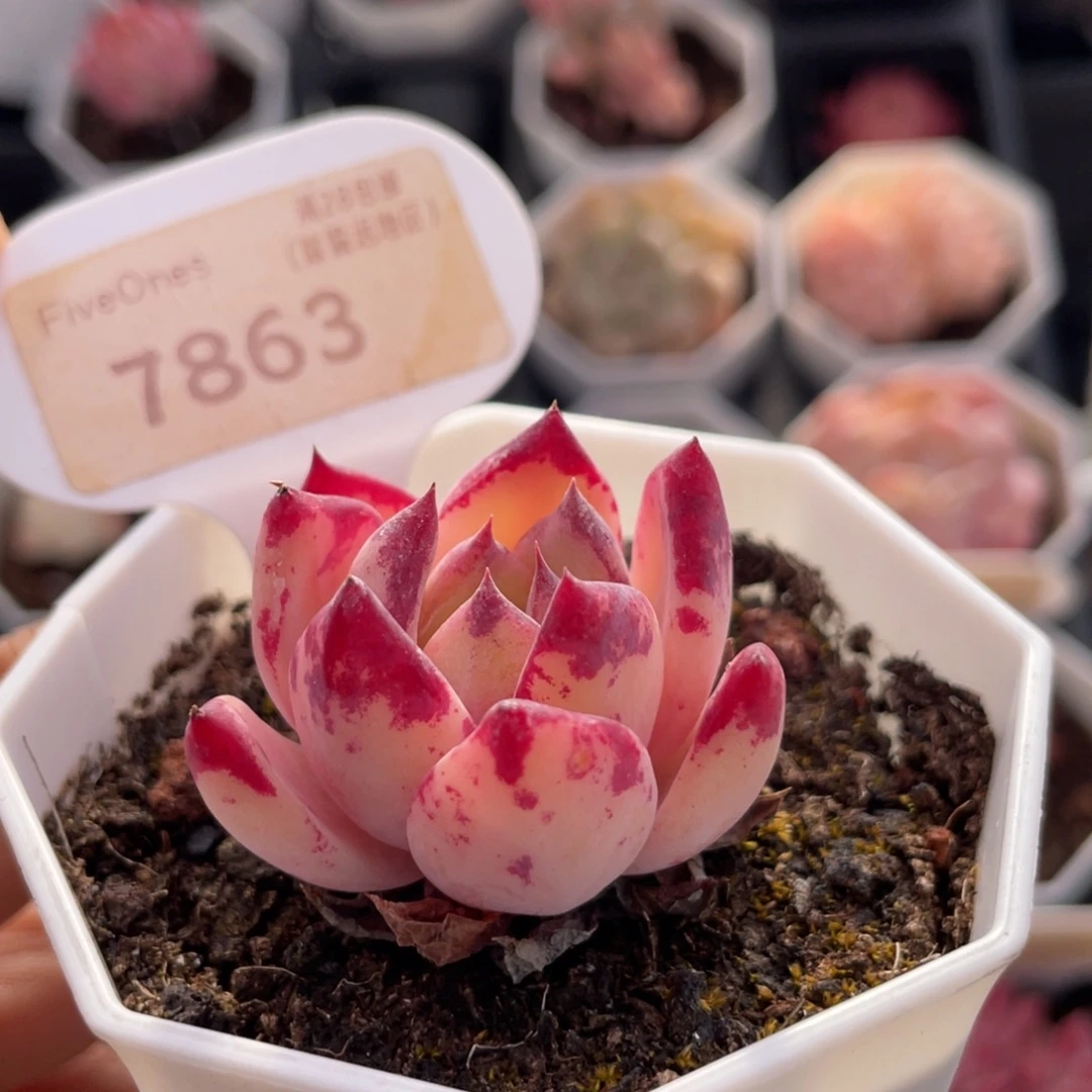 拉糖7863-3.6厘米