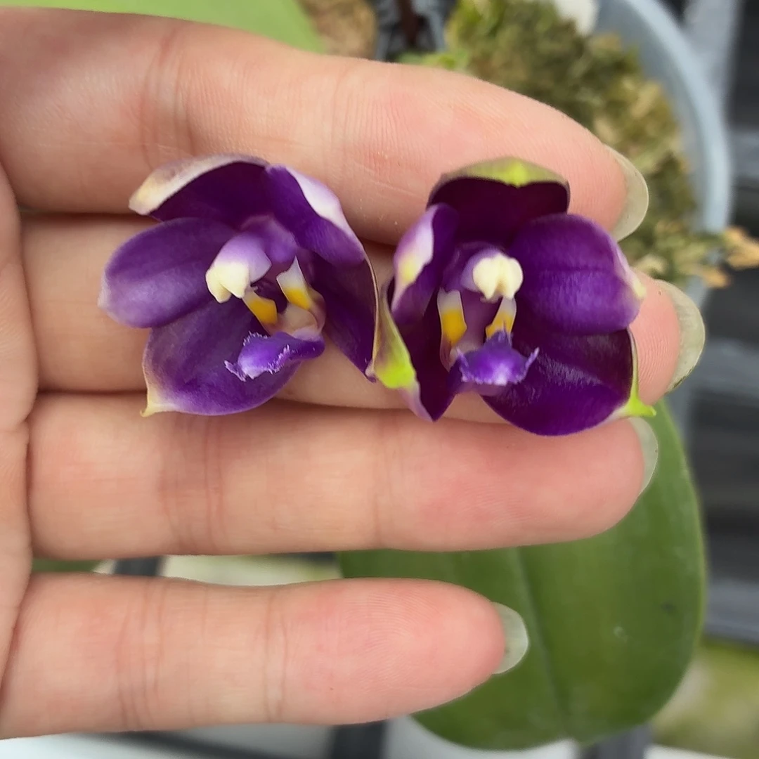 当前无花朵，栽培后可花朵A1836yss1230