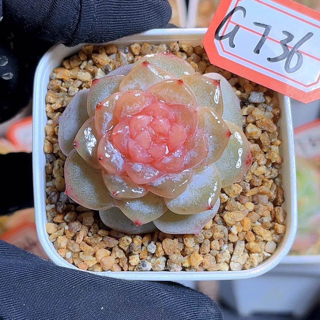 G736 牛奶糖多肉18包邮