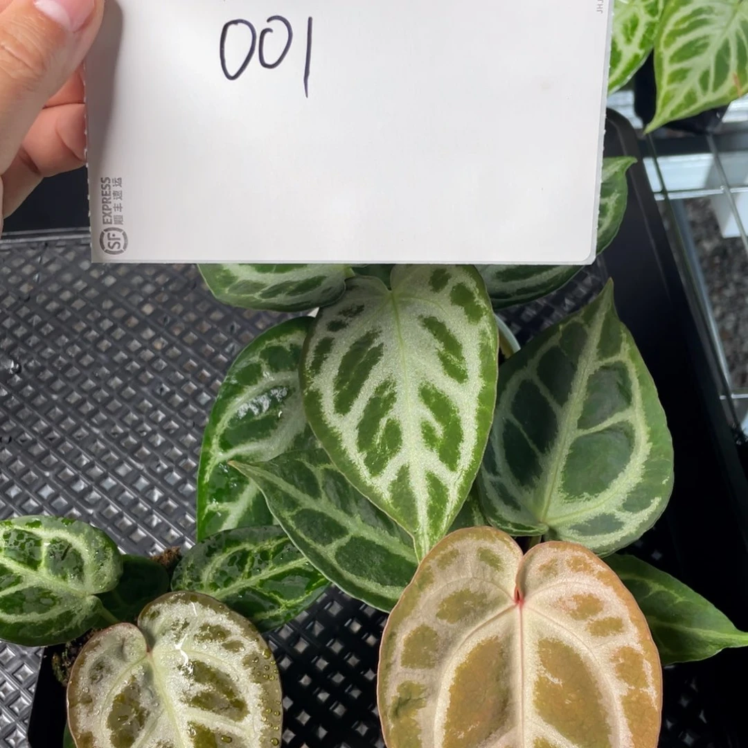 完全开放001号银色系组合