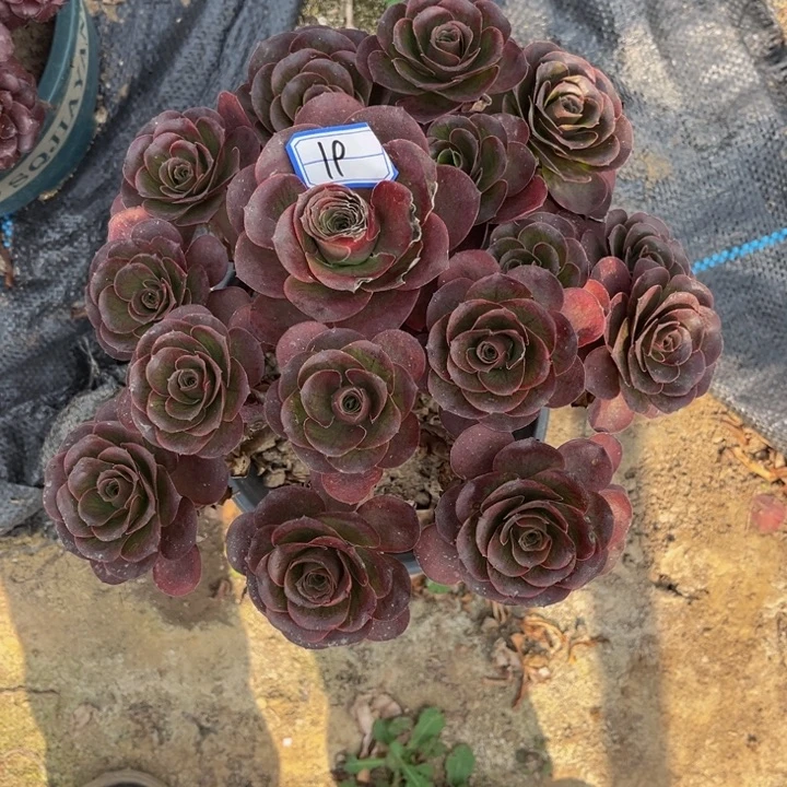 贞***上19多肉植物法师老庄