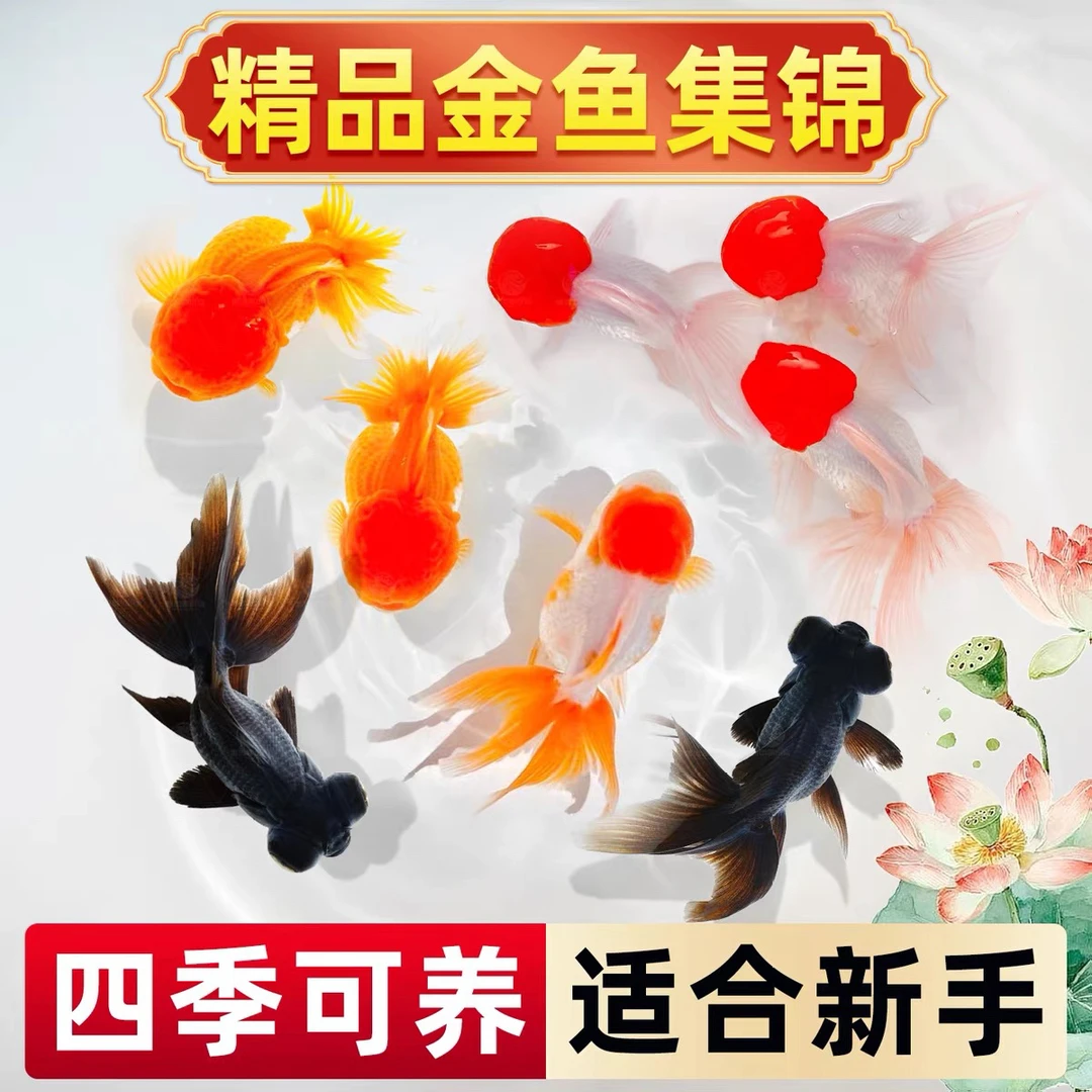 【大金鱼】5尾 鱼塘直发 冷链包邮冷水观赏鱼 好养品种混搭 6-8公分