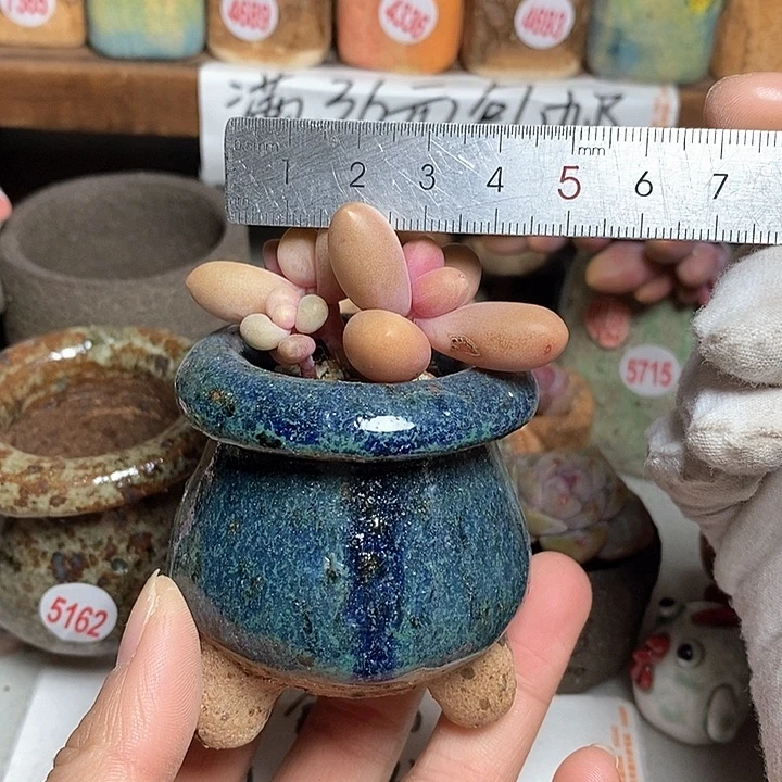 红陶开****拍5送一个小