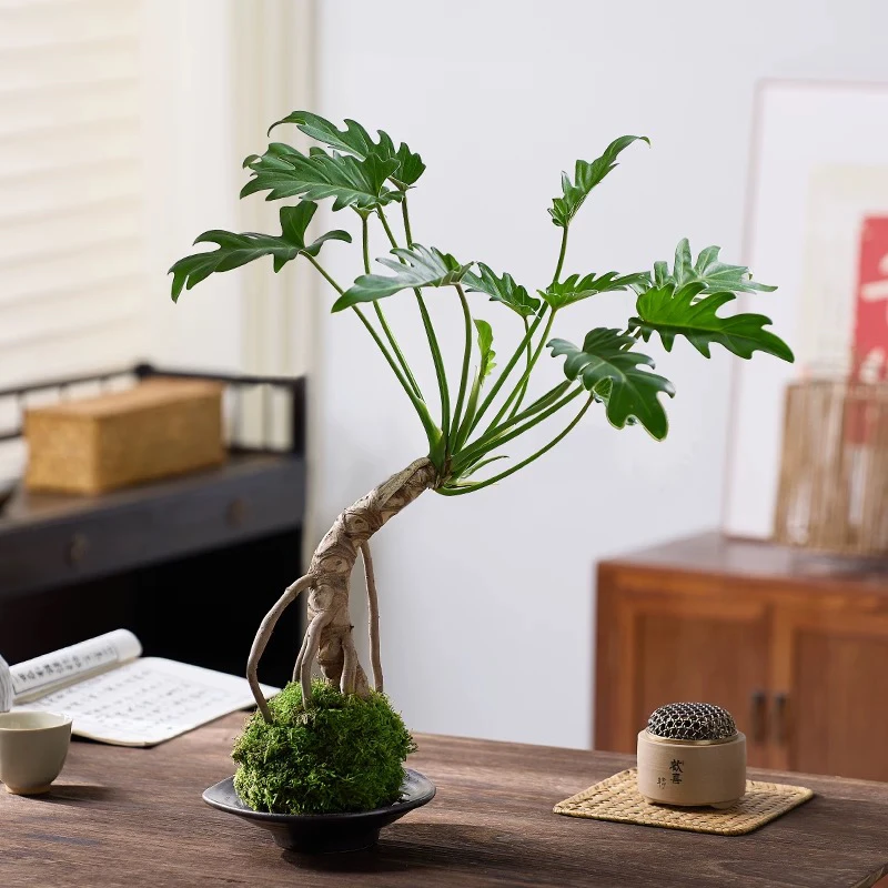 龙鳞苔藓球水培室内绿植物龙鳞杆小天使绿植耐阴植物