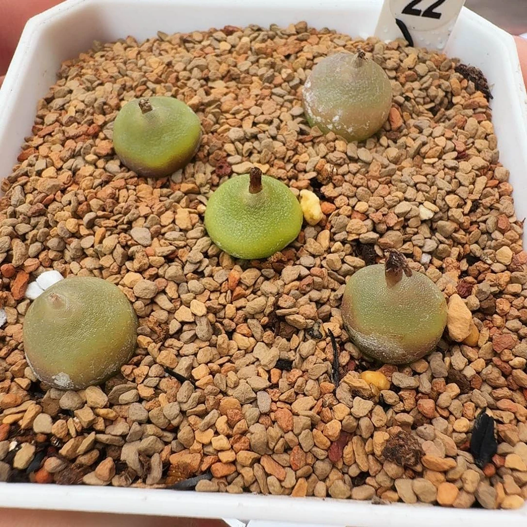 多肉植物哈默灯泡一颗价格