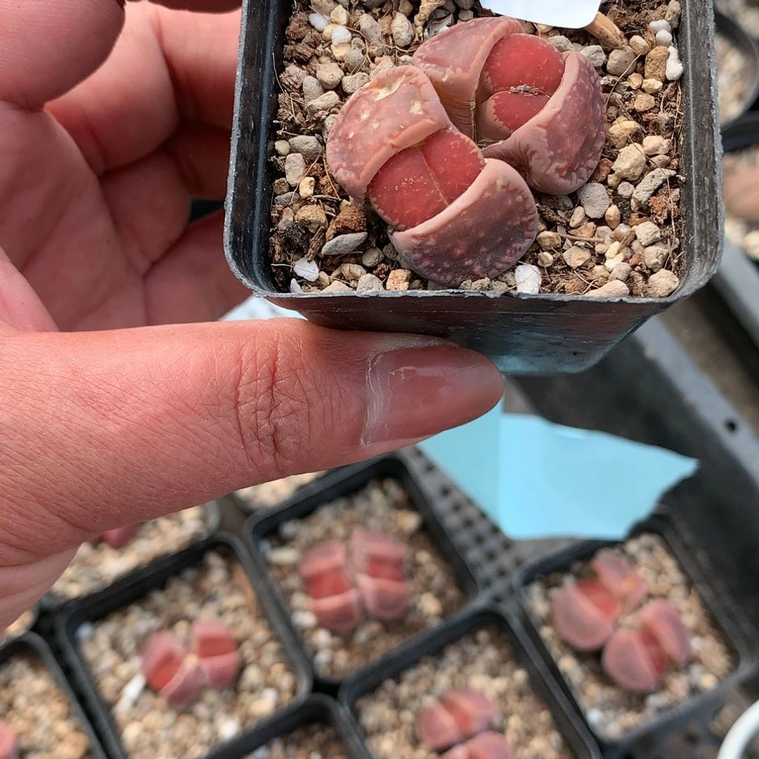 K476多肉植物保护